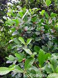 Synsepalum subcordatum